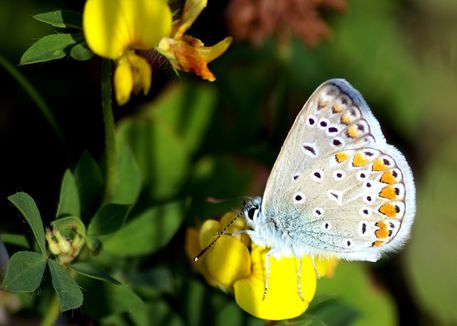 Butterfly-flower