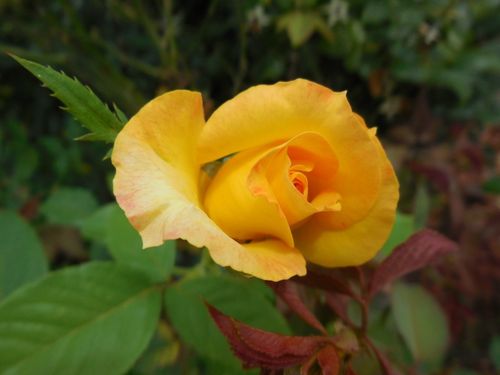 Yellow-rose-of-texas