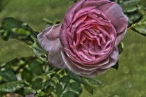 Chaucer - English Rose von Rudolf J.  Strutz
