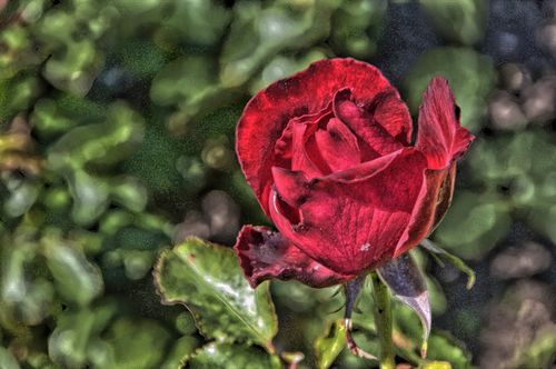 02hans-rosenthal-floribunda