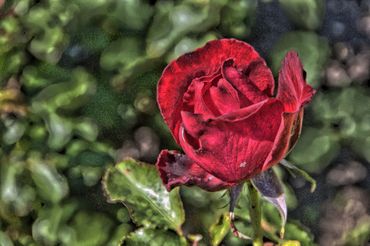 02hans-rosenthal-floribunda