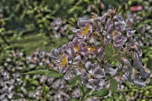 08rosa-multiflora