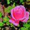 12queen-elizabeth-rose-floribundahd