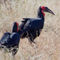 Southerngroundhornbill4299