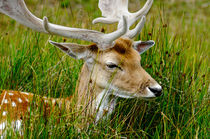Male Fallow Deer Close-up von Rod Johnson