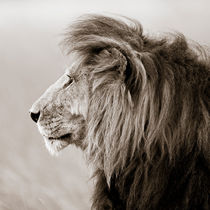 Male Lion III, Masai Mara, Kenya, Africa by Regina Müller