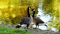 canada geese surreal 1 - Kanadagänse surreal 1 by mateart