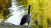 canada goose and duck surreal - Kanadagans und Ente surreal von mateart