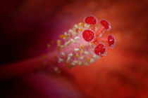 Hibiskus Blütenkelch von Uwe Hennig