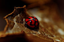 Red lady bug by Isabel  Laurent