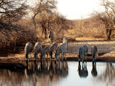 Botswana-zebras-3212