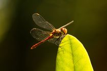 red dragonfly on leave says hello to you - Rote Libelle auf Blatt sagt hallo zu dir von mateart