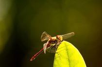 red dragonfly on leave watching you - rote libelle auf blatt schaut dich an by mateart