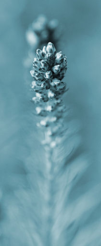 blaue Blüte von Jens Berger