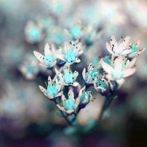 blaue Blüten von jaybe