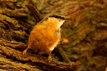 Eurasian Nuthatch scrubby from the head to stand on the feet by mateart