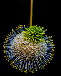 Botanical Specimen #5 von Chris Lord