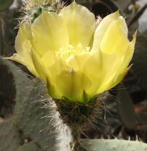 Sunlit Cactus Flower by Malcolm Snook