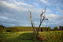 toter Baum by Daniel Kühne
