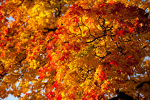 prächtige Herbstfarben von Daniel Kühne