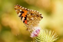 painted lady 3 - Distelfalter 3 by mateart