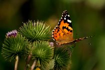 painted lady 2 - Distelfalter 2  by mateart