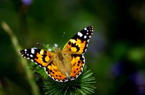 painted lady 1 - Distelfalter 1  by mateart