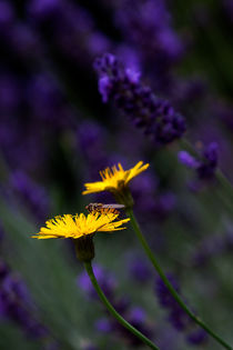 Gelb im Lavendel by STEFARO .