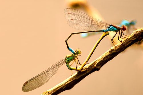Dragonflylove