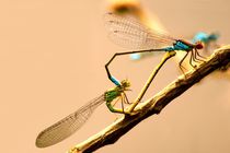 Wenn Libellen lieben bilden Ihre Körper ein Herz - If dragonflies make love there bodies built a heart von mateart