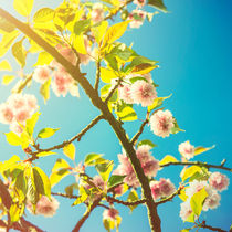 Flowering Cherry von James Rowland