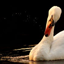 a swan creating a universe - ein schwan erschafft ein universum von mateart