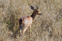 Steenbok by Pravine Chester