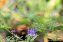 Tiny Bloom by Dan Richards