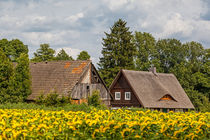 Bauerngehöft im Spreewald mit Sonnenblumenfeld von Daniel Kühne