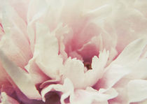 Peony I by Sybille Sterk
