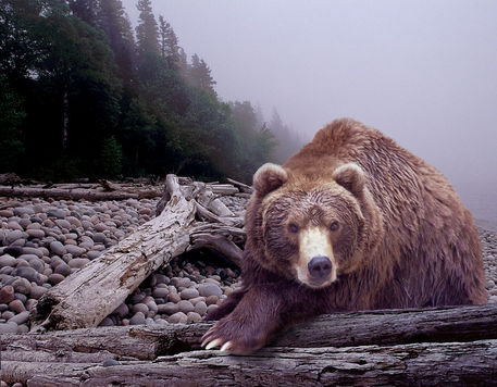 Anl-bear-some-days-you-eat-the-bear-dot