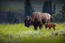 American Buffalo Mother and Child by Randall Nyhof