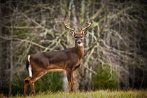 White Tailed Deer in the Smokey Mountains by Randall Nyhof
