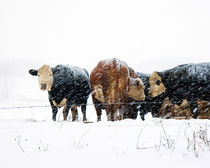 Cattle in a Snowstorm in SouthWest Michigan von Randall Nyhof