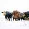 Anl-cattle-in-snowstorm-078