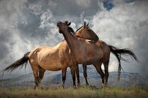Montana Horses near Glacier National Park by Randall Nyhof