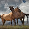 Anl-horses-montana-1859-rp
