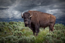American Buffalo or Bison in Yellowstone National Park von Randall Nyhof