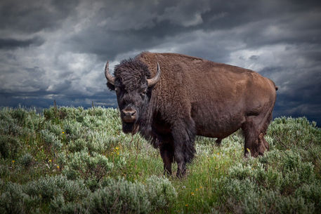 Anl-yellowstone-bison-3586