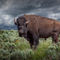 Anl-yellowstone-bison-3586