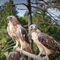Bird-hawks-redtailed-0346-2