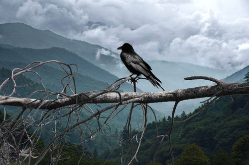 Bird-raven-sentinal-1233