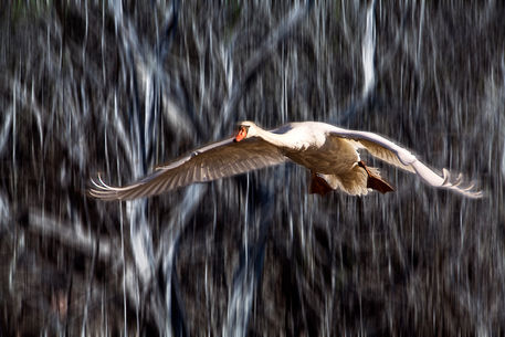 Bird-swan-in-flight