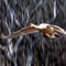 Bird-swan-in-flight